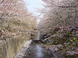 Cherry blossoms along Meguro River, Nakameguro, Meguro.