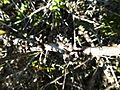 Melaleuca longistaminea (fruits)