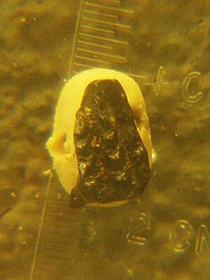 Meniscoessus robustus