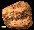 Merycoidodon Skull Oligocene Left Side