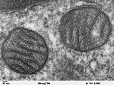 Mitochondria, mammalian lung - TEM