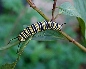 Monarch Butterfly Danaus plexippus Caterpillar 2000px