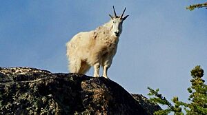 Mountain Goat in North Cascades
