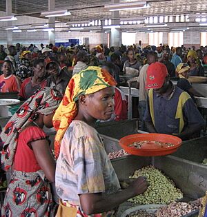 Mozambique cashew processing plant