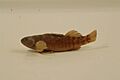 Mud darter
