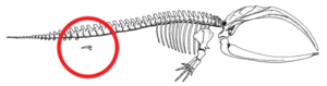 Mystice pelvis (whale)