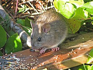Norway or Brown Rat 05