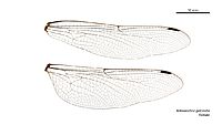 Notoaeschna geminata female wings (34895823052)