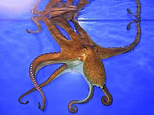 Octopus vulgaris 02
