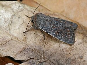 Orthosia populeti entomart