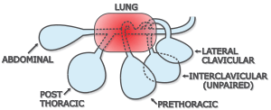 Ostrich Respiratory Anatomy