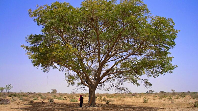 Outskirts of katsina town