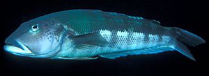 Parapercis colias (Blue cod).jpg