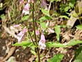 Penstemons canescens