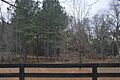 Pine Knot fenceline and woods