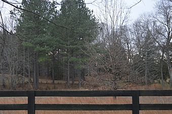 Pine Knot fenceline and woods.jpg