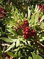 Pistacia lentiscus CBMen 4
