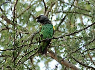 Poicephalus meyeri -Serengeti National Park, Tanzania-8