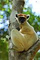 Propithecus tattersalli 001
