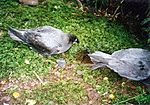 Photograph of two grey birds on the ground