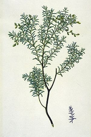 PrumnopitysTaxifolia