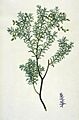 PrumnopitysTaxifolia