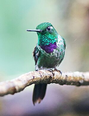 Purple-bibbed Whitetip JCBx