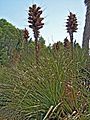 Puya chilensis-1