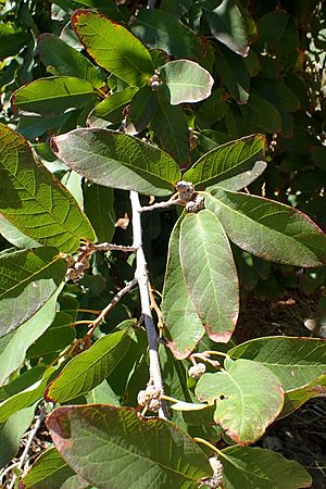 Quercus polymorpha kz2.jpg