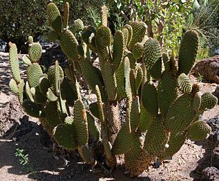 Rabbit ears cactus