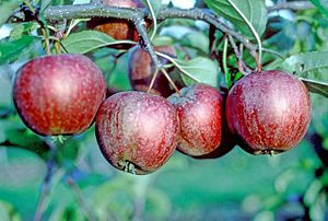 Red Dougherty on tree, National Fruit Collection (acc. 1952-221)