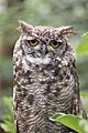Roosting Spotted eagle-owl