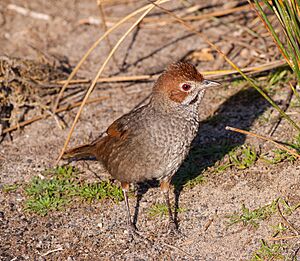 Rufous Bristlebird (Dasyornis broadbenti) (8079652394).jpg