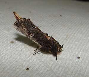Schizura ipomoeae – Morning-glory Prominent Moth.jpg
