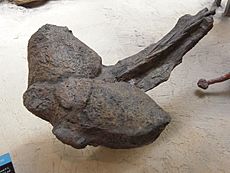 Schwanzkeule von Ankylosaurus