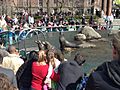 Sea lions entertaining crowd in Central Park Zoo, New York City 2