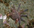 Sea star regenerating legs