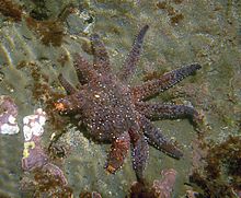 Sea star regenerating legs