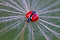 Seven spot ladybird