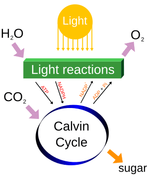 Simple photosynthesis overview