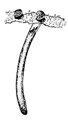 Single-door, un-branched, wafer-lid trap-door spider nest