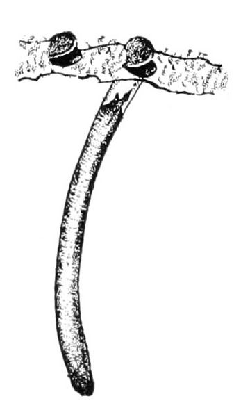 Single-door, un-branched, wafer-lid trap-door spider nest