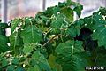 Solanum viarum 1673056