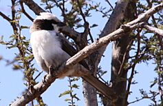 Southern White-crowned Shrike (Eurocephalus anguitimens) taken at the entrance to the Mapungubwe campsite (6017409840)