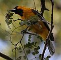 Streaked-BackedOriole