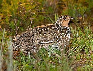 Stubble Quail (Coturnix pectoralis) male (14377891677), crop