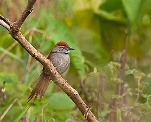 Synallaxis frontalis -Piraju, Sao Paulo, Brazil-8.jpg