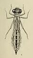 The North American Dragonflies of the Genus Aeshna E M Walker - Plate 6 - Aeshna canadensis