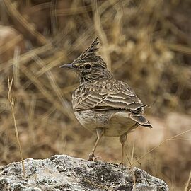 Thekla's lark (Galerida theklae theklae) Loja