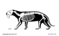 Thylacosmilus atrox Skeletal Reconstruction